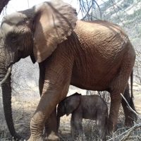 Wild Pic (1)